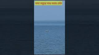 Birds Fishing in Middle Sea । Viral Video । Sundarban special #shorts