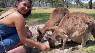 CRICKET FIELD TO KANGAROO ENCOUNTERS ! Australia Zoo Adventure between BGT