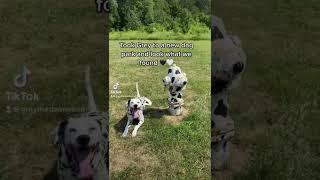 Dalmatian Finds Lookalike at Dog Park 