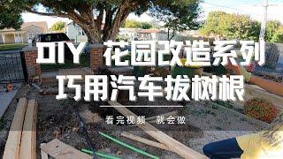 DIY 挖树根，花园改造，如何刨树根，如何用汽车拔树。