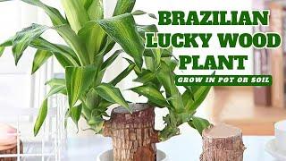 Lucky Brazil Wood Plant (Fortune Plant): Easy Care, Air Purification & Positive Energy Houseplant