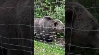 Bear Butts at Grouse Mountain #shorts #short