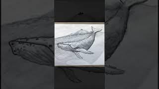 Горбатый Кит карандашом. Kazyava Art