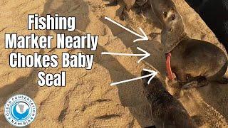 Fishing Marker Nearly Chokes Baby Seal