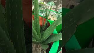 how to grow alovera #gardening #agriculture #plants