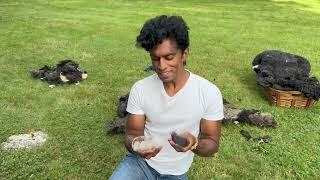 Rajiv Receives Sheep's Fleece from a Local Farm in Rhode Island!