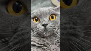 Do Cats Have Best Friends?️️ The Adorable Truth! #CatFacts #CatFriendship