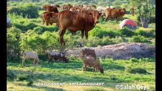 GEERAAR  LAGU AMAANEY  LO` DA RAXAWEEN IYO ABWAAN MAD JINAAY