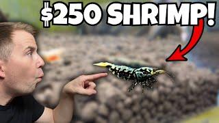 THIS STORE HAS THE MOST EXPENSIVE & RAREST SHRIMP! - Fish Store Tour