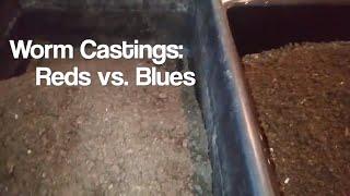 Worm Castings: Red Wigglers vs. Blue Worms - Is There A Difference in Vermicompost?