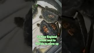 52 sea turtles rescued from icy New England waters are rehabilitating in Florida #shorts