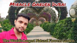 Miracle Garden Dubai | The World's Largest Natural Flowers Garden | Dubai | 2024