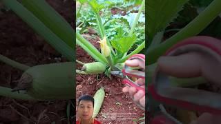 The squash grows in clusters on the stem, quite interesting.#farming #shortvideo #youtubeshorts#new