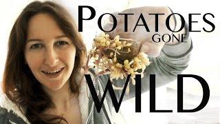 Growing Mini Potatoes on How to Grow a Garden with Scarlett