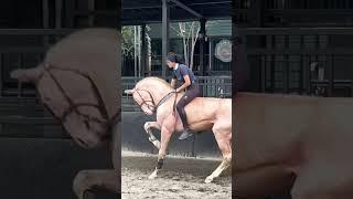 traind  Animals