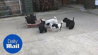 Tiny dogs spin elderly Scottie Terrier on a trolley like fairground waltzers