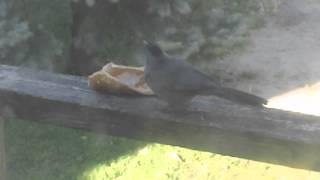 Bird eating Cannoli Name that bird