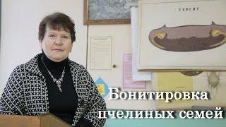 Бонитировка пчелиных семей