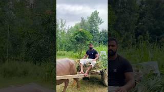 Desi Life️#shorts #ytshorts #trending #motivation #viralvideo #farming #lifestyle