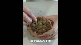 網購石頭玉磚上盆【植物界的無限寶石】圓圓胖胖豪可愛