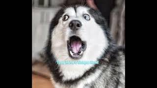  5 Fun Facts About Huskies You Didn’t Know! ️ | Amazing Husky Facts