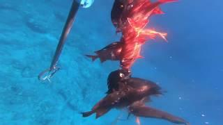 Hawaii Spearfishing 2020: 3 prong