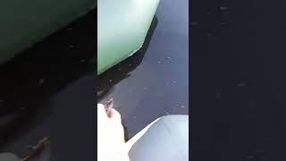 #shorts Гигантская щука атаковала рыбаков!!!