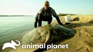 The Biggest Monsters of Season 3 | River Monsters | Animal Planet