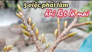 Hướng dẫn cách lặt lá mai hoa nở đúng Tết