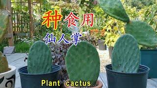 How to grow cactus