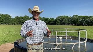 Day on the Farm: Cattle