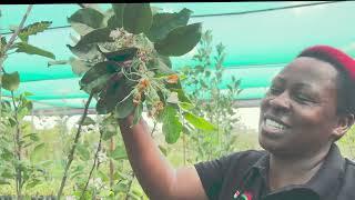 What you should know about Wambugu Apples flowering season.