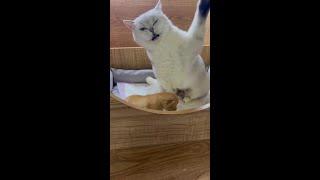 凶凶9斤的猫90斤的反骨！！！