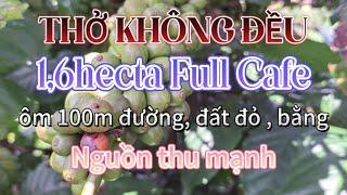 (ĐB) Thở k đều, bán nhanh 1,6ha cafe kín đất, nguồn thu mạnh , đất đỏ | Ngọc Châu Land