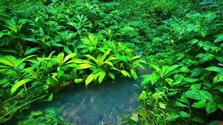 Calming Beautiful Forest River. Relaxing Nature Sounds. (10 hours). White noise for sleeping