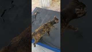 Знакомые киски мяукают Мяу  Funny feral cats meowing Meow  Lustige katzen Kucing lucu 面白い猫 Gatos 猫