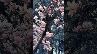  Расслабляющая Магнолия  Magnolia Rilassante