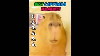 Best capybara clips
