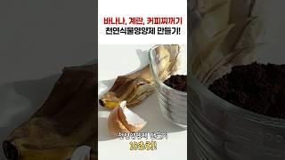 바나나, 계란, 커피찌꺼기로 식물영양제를 만들수 있다!? #식물영양제 #식물영양제만들기 #꿀팁