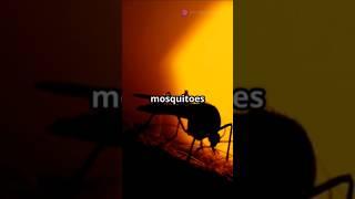 how mosquito bite us in the dark #mosquito #mosquitoracket #mosquitobites #mosquitocontrol