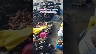 명주 조개 해감방법 알려드려요~칼국수 국물이 끝내줘요. #조개 #조개탕 #조개캐기 #조개줍기 #해루질 #안면도해루질 #해감