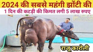 India's 2024 Top Buffalo, Raju karoli,Rudra choudhary dairy farm,Sidak dairy farming,Dairy farm,cow