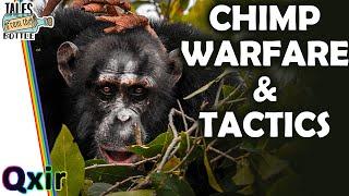 Can Chimps Wage War? | Tales From the Bottle