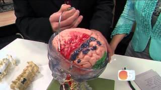 Minimally invasive brain surgery, back surgery at Barrow Brain and Spine