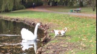 Dog vs swan