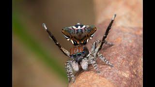 Peacock Spider 21 (Maratus trigonus)