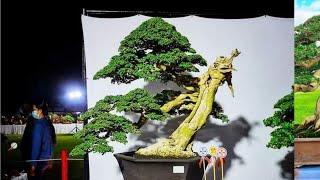 INSPIRASI BONSAI SANCANG JUARA | PREMNA MICROPHYLLA