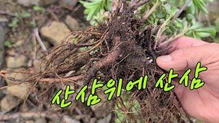 겨울 뿌리 산삼보다 더 산삼으로 평가한다