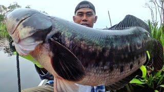 TOMAN JUMBO‼️UMPAN JITU MANCING IKAN TOMAN BABON. CESTING SNAKEHEAD