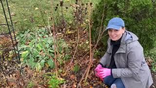 ️ Cutting Back Perennials ~ Which to Cut Back? ️